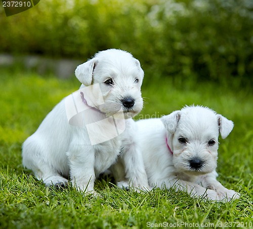 Image of white schnauzer puppies