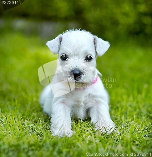 Image of white schnauzer puppy