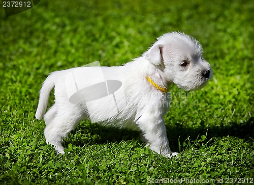 Image of white schnauzer puppy