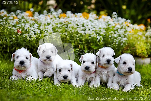 Image of white schnauzer puppies