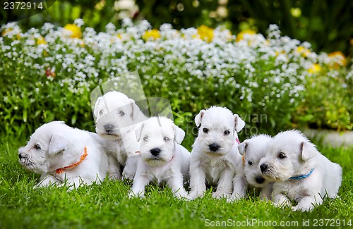 Image of white schnauzer puppies