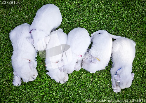 Image of white schnauzer puppies