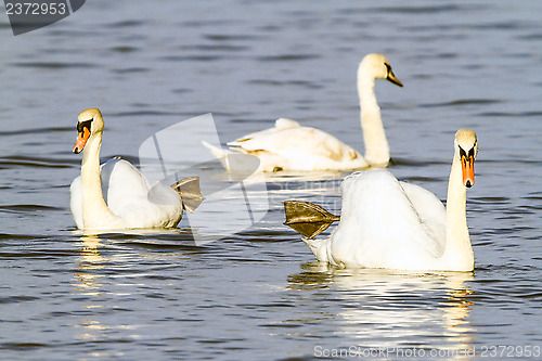 Image of Swan dance