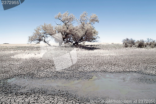 Image of Tree on the prairie