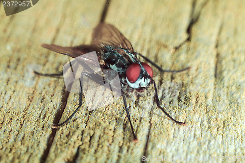 Image of Fly