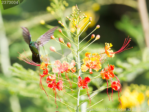 Image of Antillean Crested Hummingbird (Orthorhyncus cristatus)