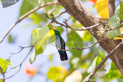 Image of Antillean Crested Hummingbird (Orthorhyncus cristatus)