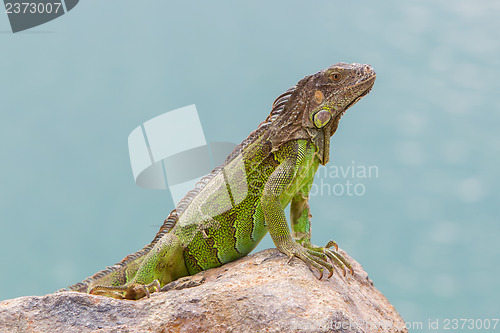 Image of Green Iguana (Iguana iguana) sitting on rocks