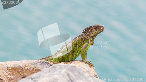 Image of Green Iguana (Iguana iguana) sitting on rocks