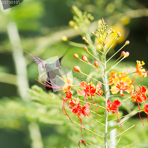 Image of Antillean Crested Hummingbird (Orthorhyncus cristatus)