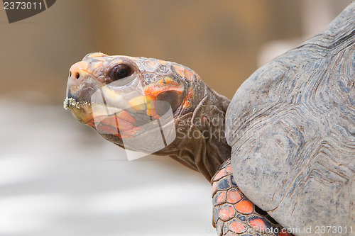 Image of Cherry head red foot tortoise