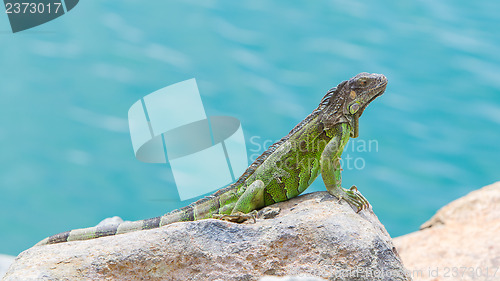 Image of Green Iguana (Iguana iguana) sitting on rocks