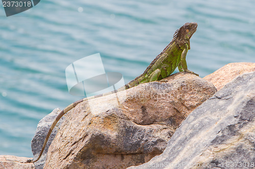 Image of Green Iguana (Iguana iguana) sitting on rocks