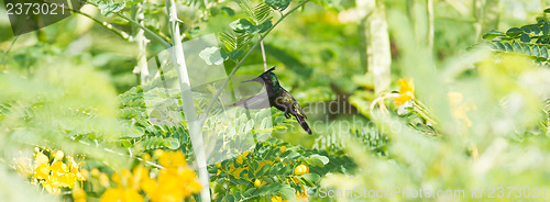 Image of Antillean Crested Hummingbird (Orthorhyncus cristatus)