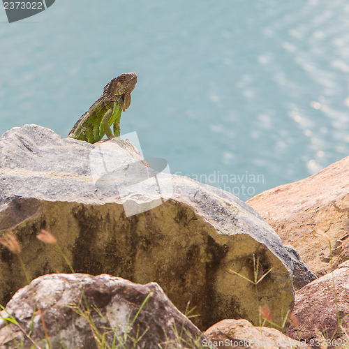 Image of Green Iguana (Iguana iguana) sitting on rocks