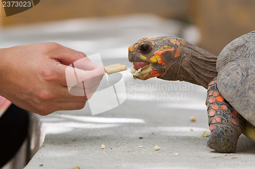 Image of Cherry head red foot tortoise