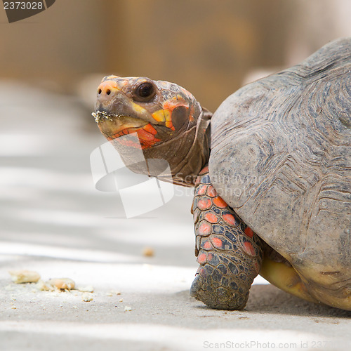 Image of Cherry head red foot tortoise