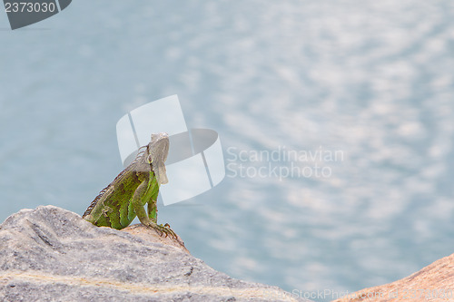 Image of Green Iguana (Iguana iguana) sitting on rocks