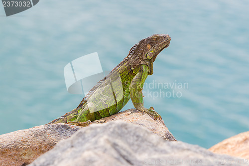 Image of Green Iguana (Iguana iguana) sitting on rocks