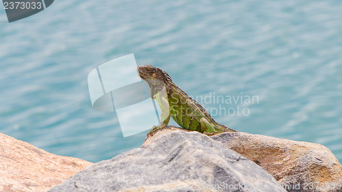 Image of Green Iguana (Iguana iguana) sitting on rocks