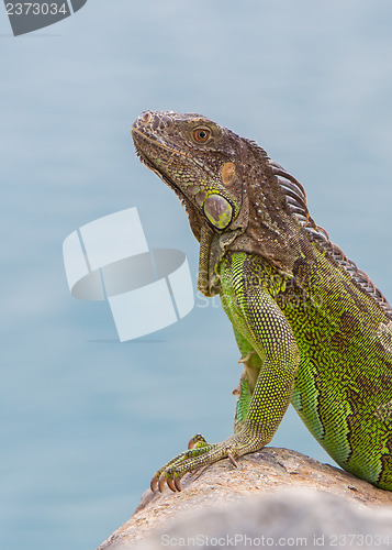 Image of Green Iguana (Iguana iguana) sitting on rocks