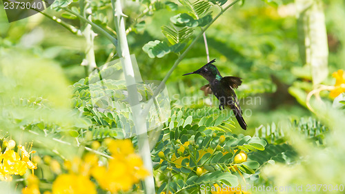 Image of Antillean Crested Hummingbird (Orthorhyncus cristatus)