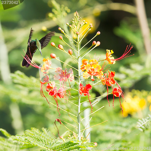 Image of Antillean Crested Hummingbird (Orthorhyncus cristatus)