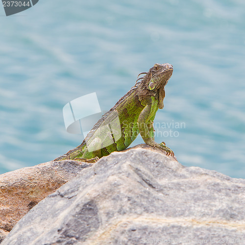 Image of Green Iguana (Iguana iguana) sitting on rocks