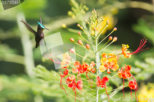 Image of Antillean Crested Hummingbird (Orthorhyncus cristatus)