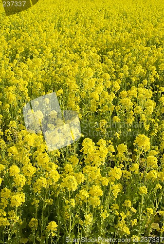 Image of An endless field of yellow flowers