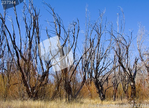 Image of Dried Trees II