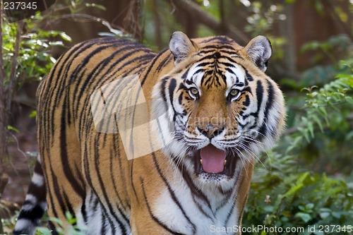 Image of Bengal Tiger II