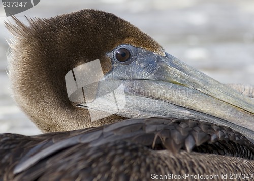 Image of Portrait of a Pelican II