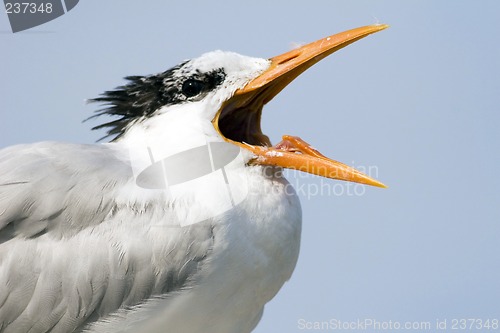 Image of The Opera Singer