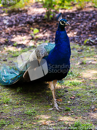 Image of Peafowl