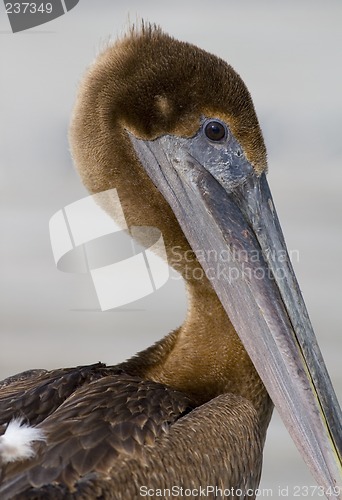 Image of Portrait of a Pelican