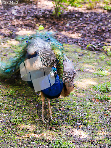 Image of Peafowl