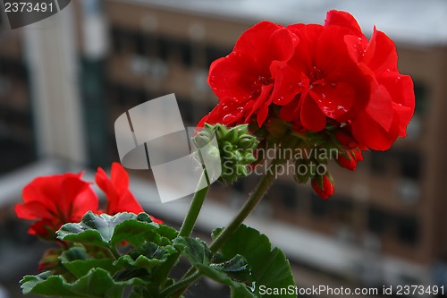 Image of Pelargonium