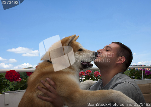 Image of Akita inu