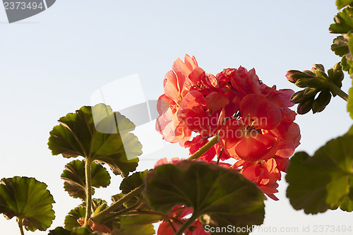Image of Pelargonium