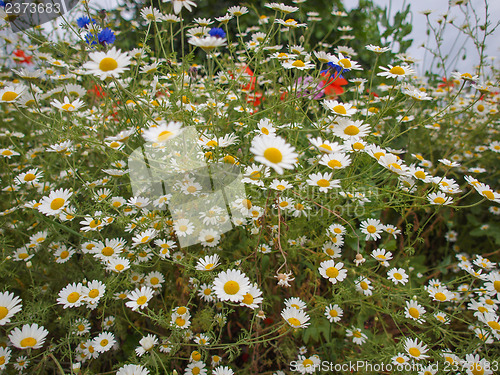 Image of Camomile flower