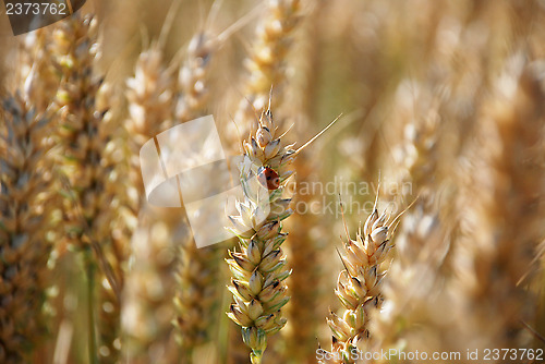 Image of Ladybird or ladybug on a stalk of wheat