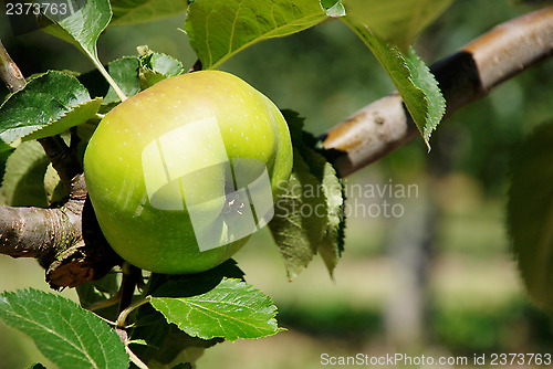 Image of Bramley cooking apple ripening on the branch