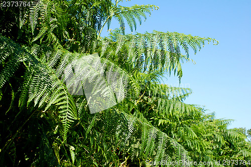 Image of Lush green bracken