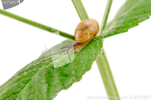 Image of macro little snail crawl plant leaf isolated white 