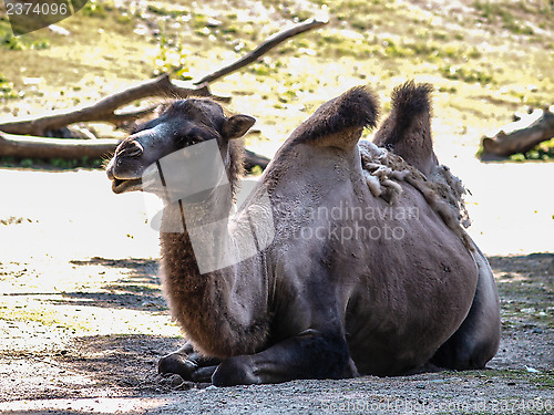 Image of Old camel in shadow