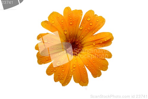 Image of yellow wet gerber daisy over white