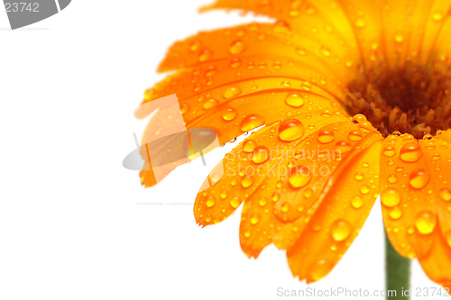 Image of gerber daisy macro with droplets