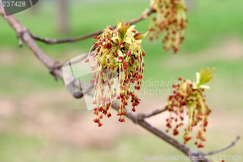 Image of Maple lowers