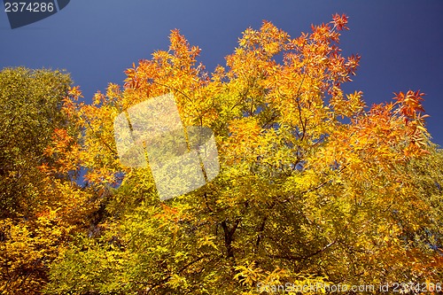 Image of Bright autumn foliage